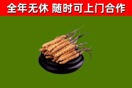 遂平回收冬虫夏草